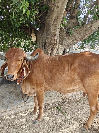 ગાય આપવાની છે