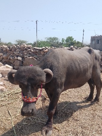 ખાલી. ખંખેરી. છે