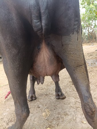 ખડેલું વેચવા નું છે