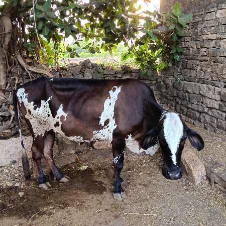 HF ગાય વેસવાની છે