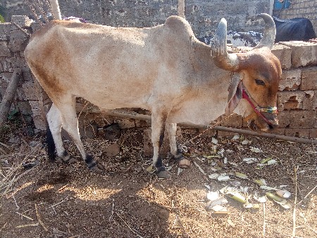 કાના ગોવા સૈડા