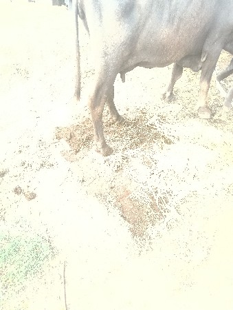 વેચવાની છે ભીલીસે