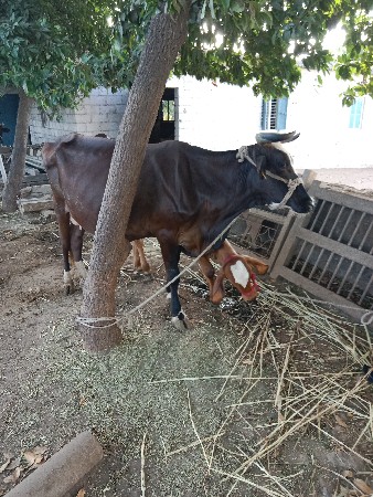 ગાય વેચવાની છે બે