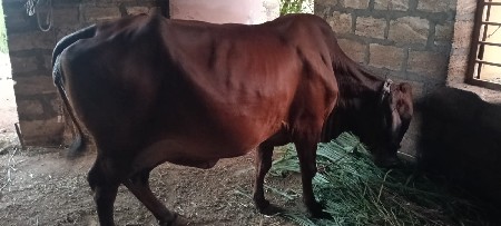 ગાય વેચવાની છે