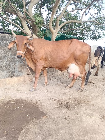 ગીર ક્રોસ ગાય વેશવાની છે