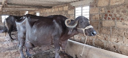 ૫ વેતરસે ૧૦લિટર દુધ