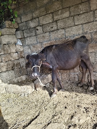 પાદી વેચવાની છે