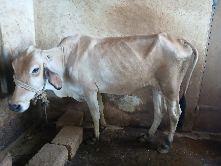 ગાય દેવાની છે