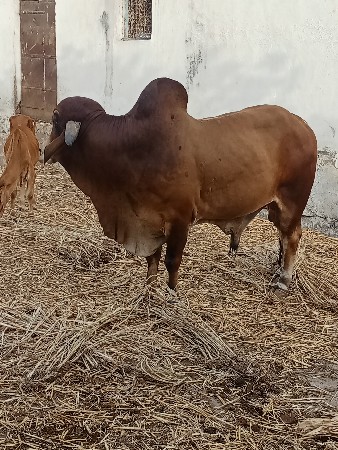 ધણખુટ આપવા નો છે