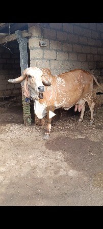 ગાય વેચવાની છે