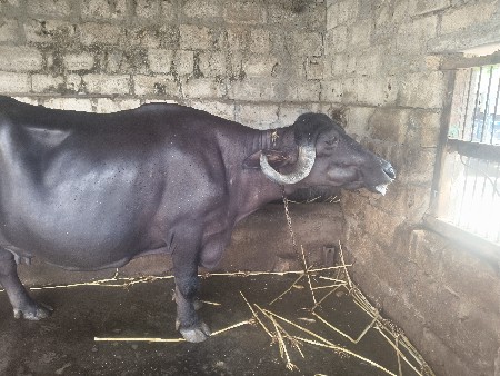ભેંસ વેચવાની છે