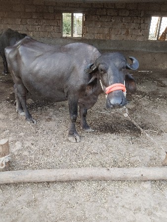 ભેંસ વેચવાની છે બીજી વેતર