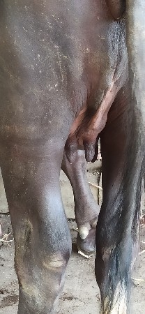 પેલુ વેતર