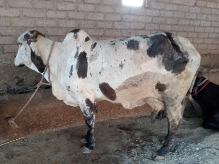 લીલડી  120