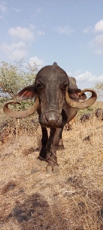 બીજું વેતર વિયાહે
