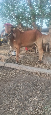 ગોઢલા વેચવા ના છે