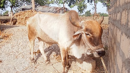 આ બળદ વેચવાનો છે.