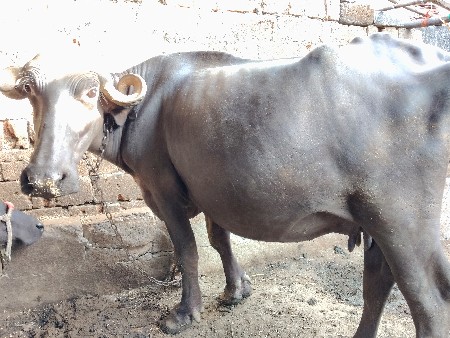 ભેસ વેસવાની છે