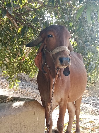 આ ગીર ગાય વેચવાની છે