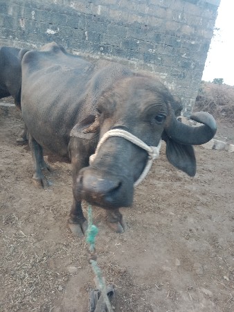 ભેંસ વેચવાની છે