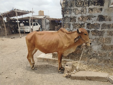 3 બળદ