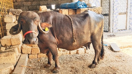 ભેંસ વેચવાની છે