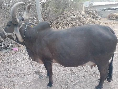 ગાય વેચવાની છે