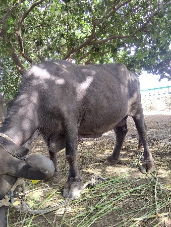 શોભાવતા  મા  ભેસ  છ