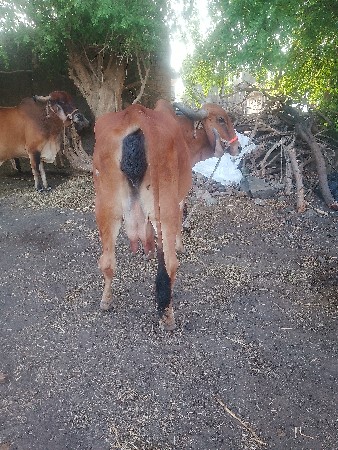 ગાયવેશવાનીછે