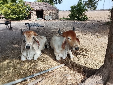 ગૉઠલા ‌વેચવાનાછે