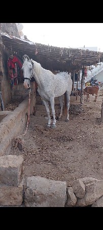 ઘોડી વેશવાની છે
