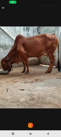 ગીર ગાય વેચવાની છે
