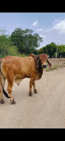 4 વર્ષ નો બુલ આપવાનો છે