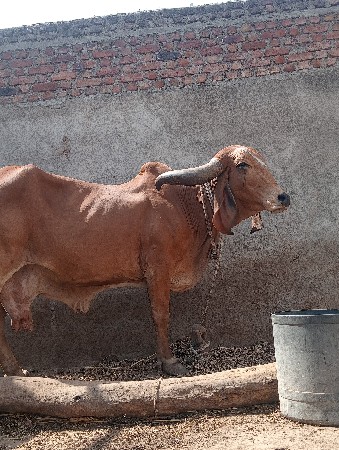 આ ગીર ગાય ના હાટા મા ધોડી લેવાન