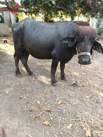 પેલું 
 વેતર