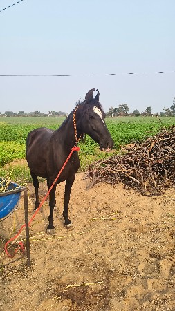 Ghodi Ane vachero