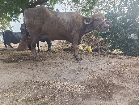 વેચ વની છે