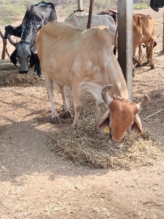 તન લીટર દુધ છે