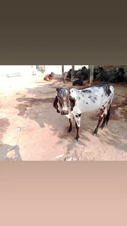 આ મોડલ ની વાસડી હો તો લેવી છે