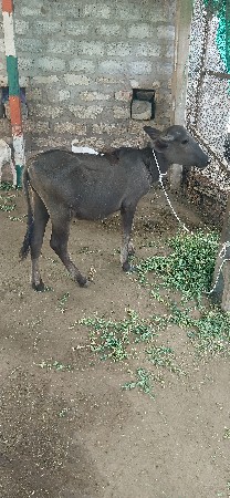 9898777132