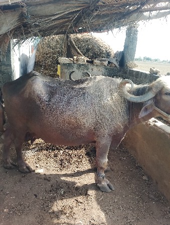 ભેંશ વેશવાનિ છે