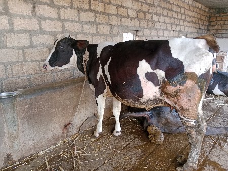 ગાય વેસવાની છે