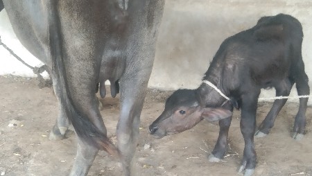 ભેંસ વેચવાની છે