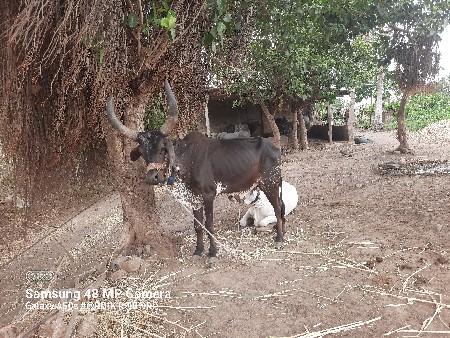 ગોઢલો વેચવાનો છે કોઈ ફોલ્ડ નથી