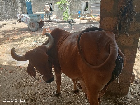 ગાય વેશવા ની છે