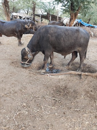 પાડો વેચવાનો છે