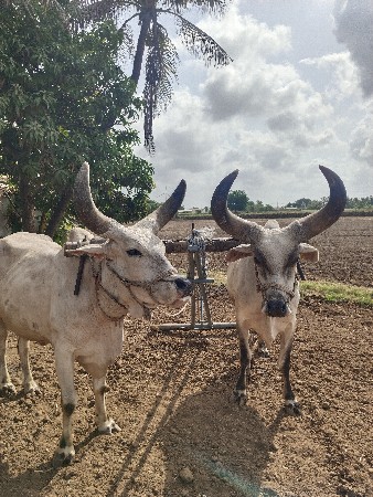 વઢિયારા બળદ સે