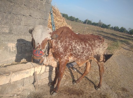 નીરણ નથી એટલા માટે દેવો છે