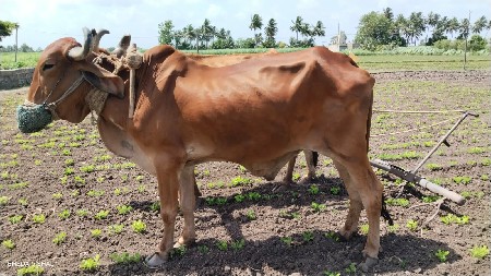 બળદ વેચવાના છે.