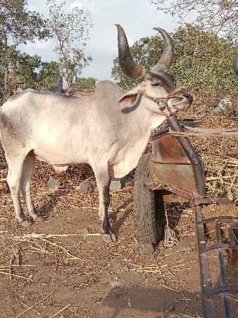 પેલી વાવણીના છે
